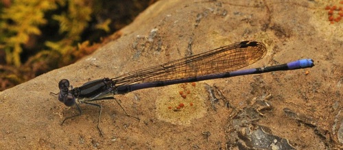 Male (Argia fumipennis violacea)
2014_07_06_Floyd